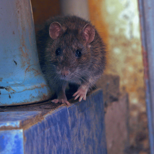 crawl space encapsulation services