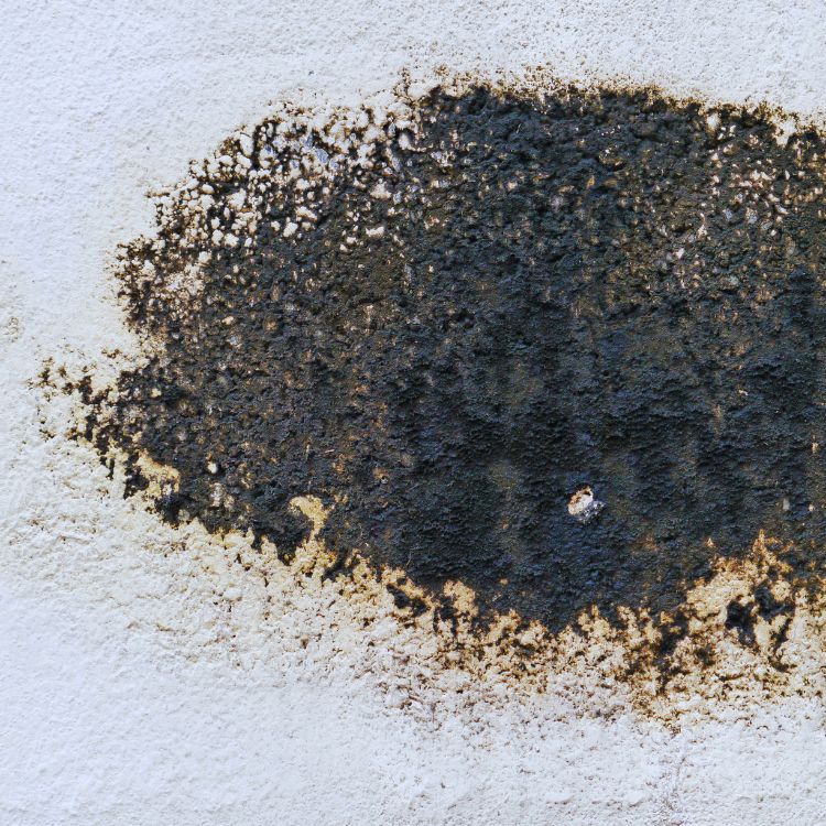 Crawl Space Mold Removal