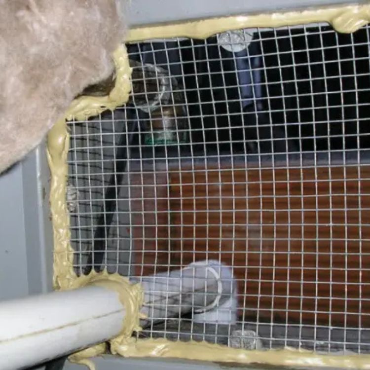 rodent control santa rosa