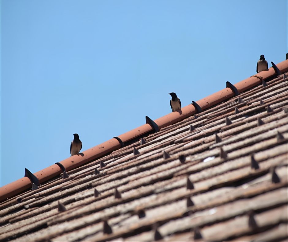 Birds Perched on Tiled Roof Ridge Under Clear Blue Sky