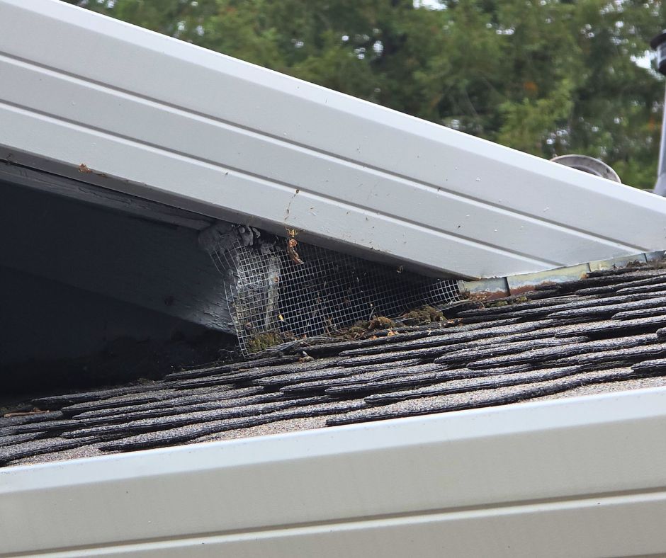 Dead Animal Removal from attic