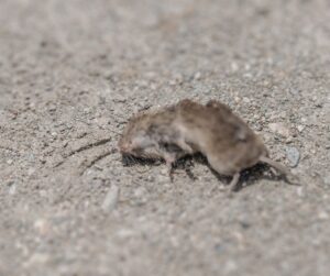 dead rat on ground