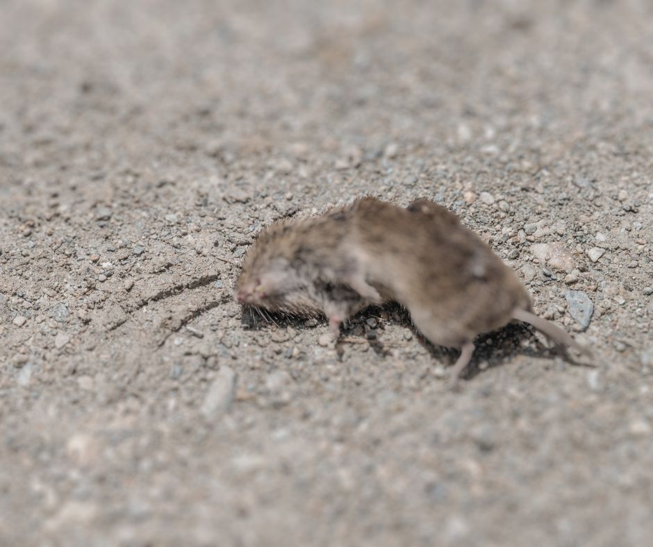 dead rat on ground