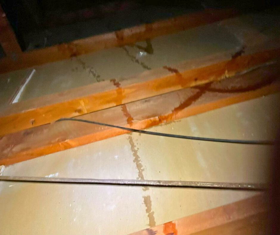 attic after inspecting of dead animals