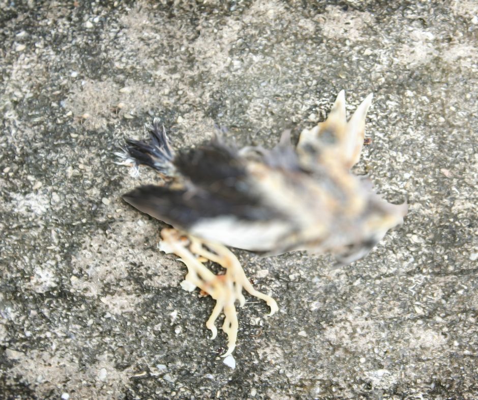 Why Is Pest Control So Expensive