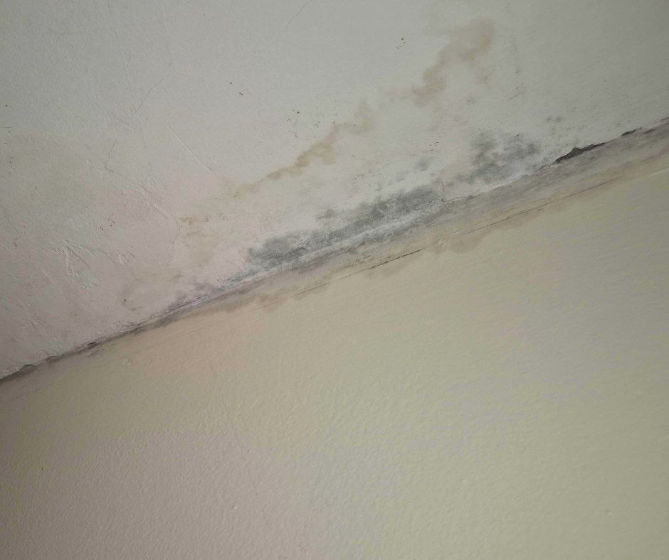 Bay Area Moisture Control