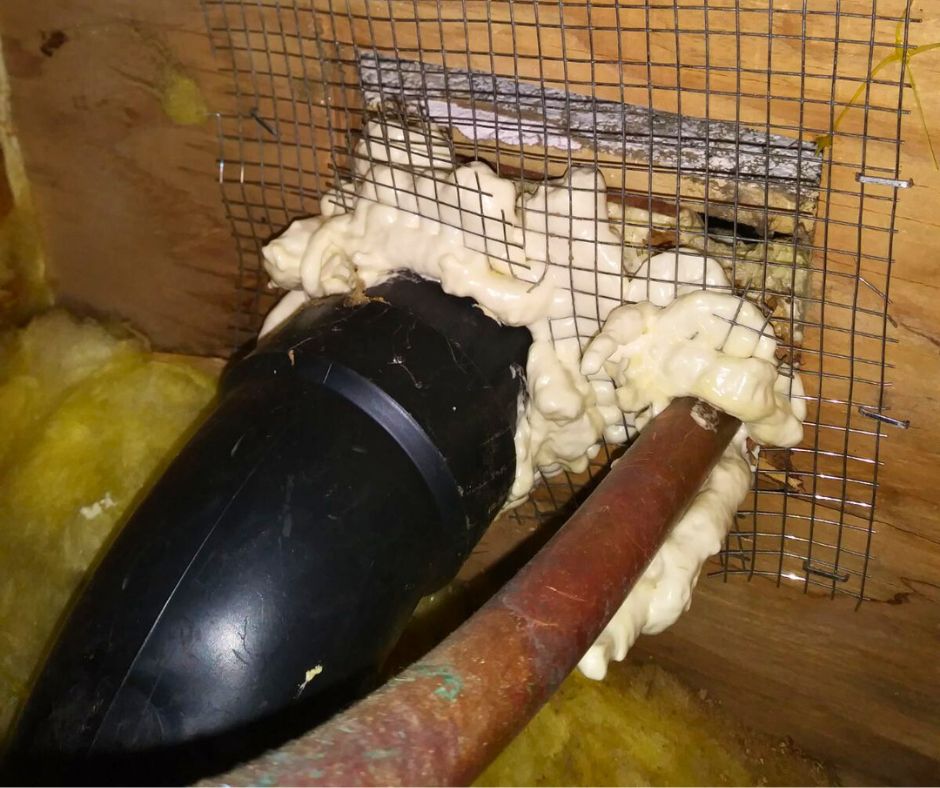 rodent-proofing-services-jpg