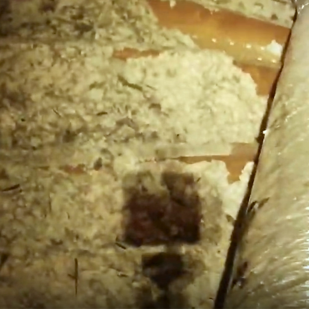 Attic Inspection Services Near Me