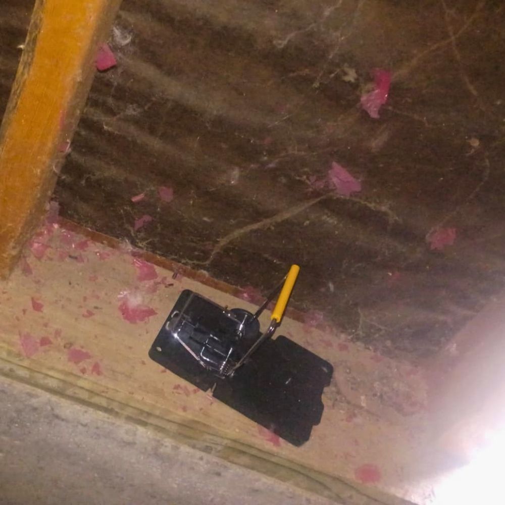 Rodent-Control-Concord-JPG