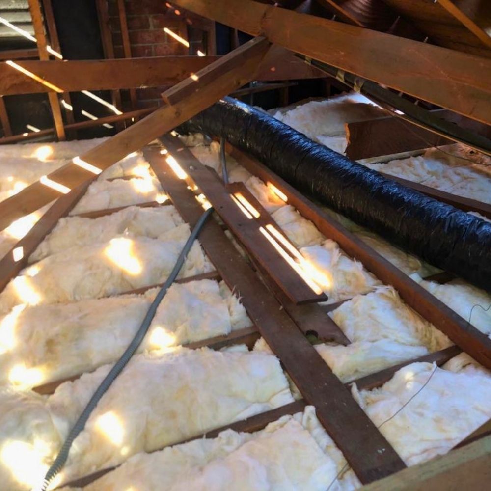 rodent-control-dublin-jpg