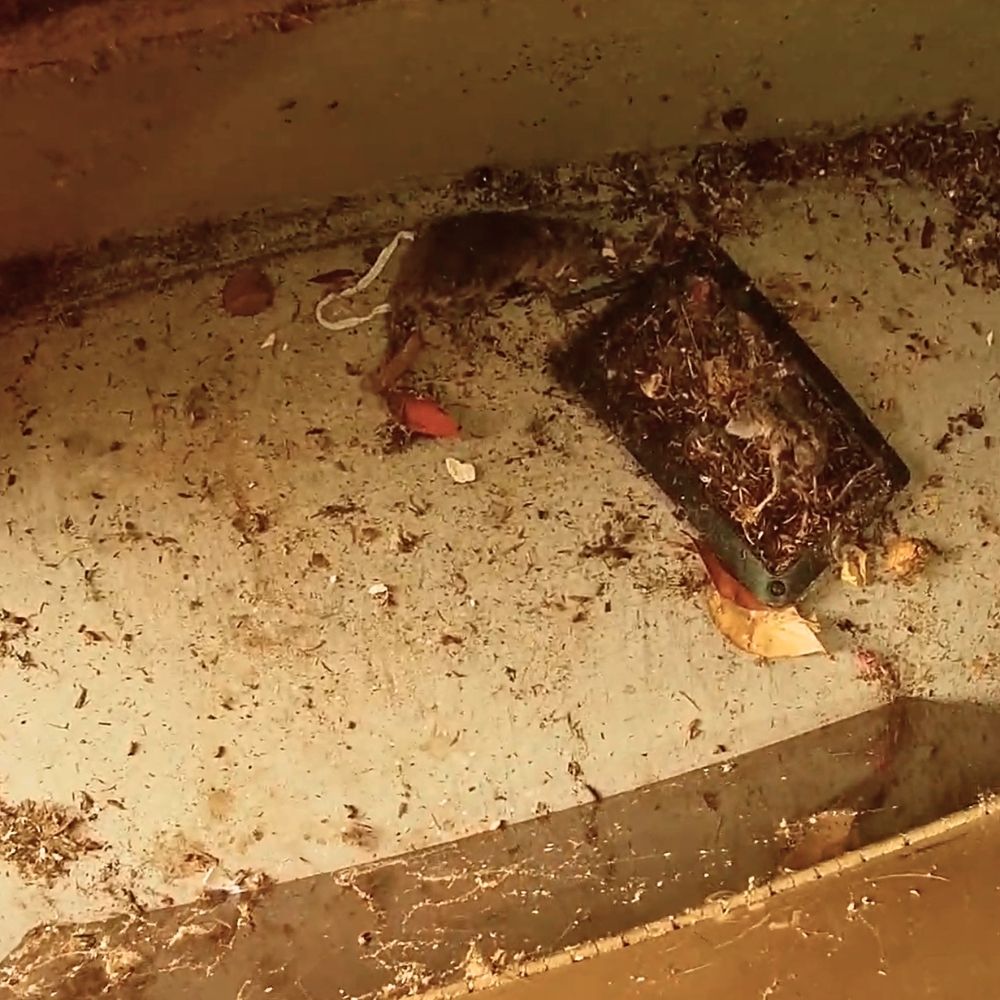 crawl-space-cleaning-jpg