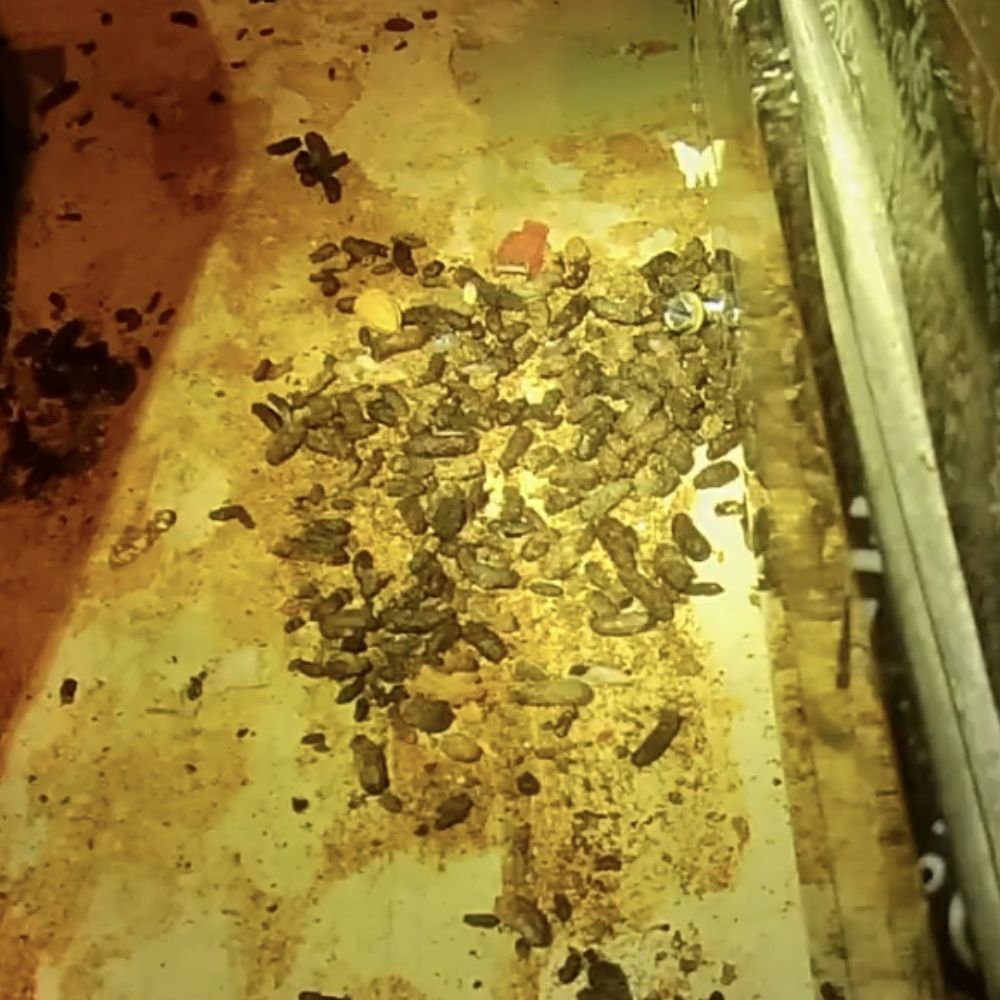rodent-proofing-jgp