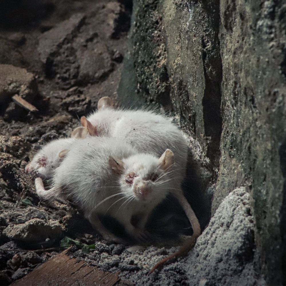 rodent-proofing-jpg