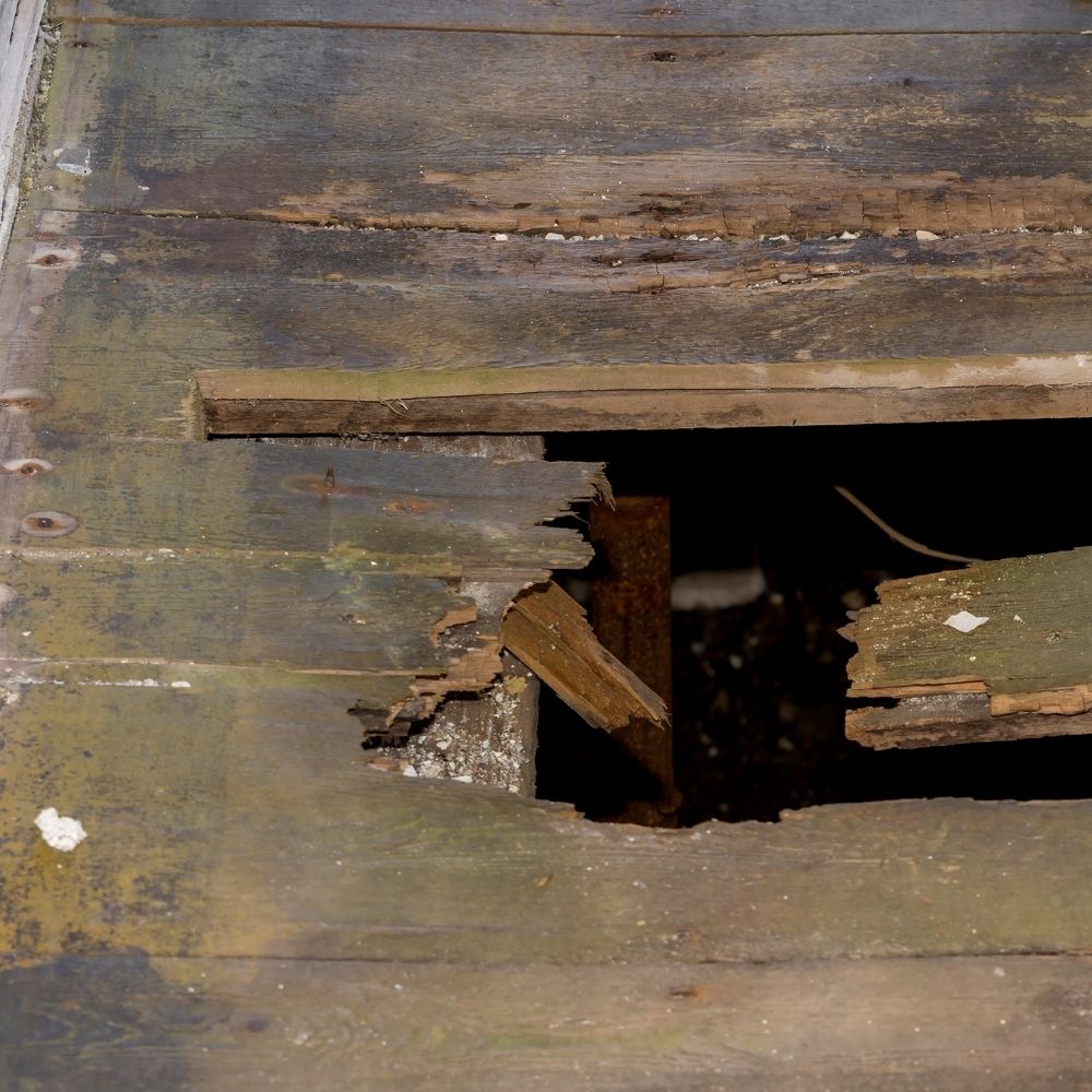 rodent-proofing-jpg