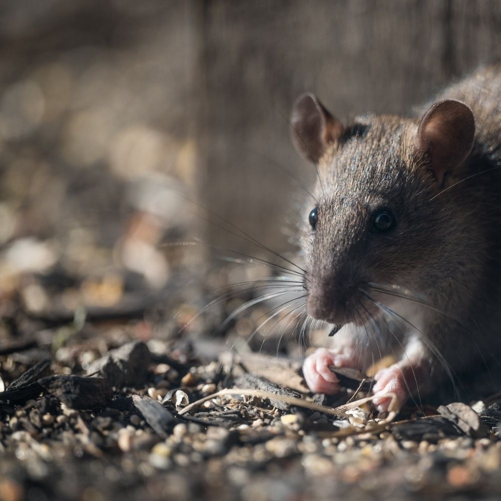 rodent-proofing-jpg