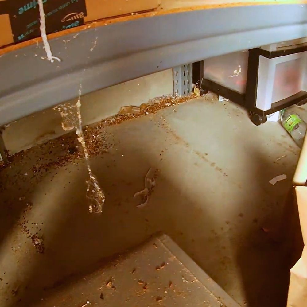 crawl-space-cleaning-jpg