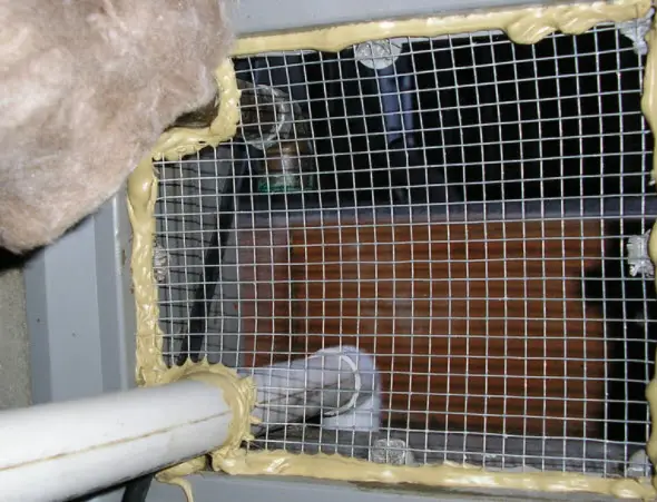 rodent-proofing-webp