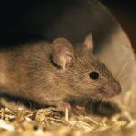 vallejo-pest-control-JPG