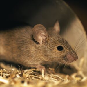 vallejo-pest-control-JPG