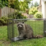 Wildlife-Control-Services-WEBP