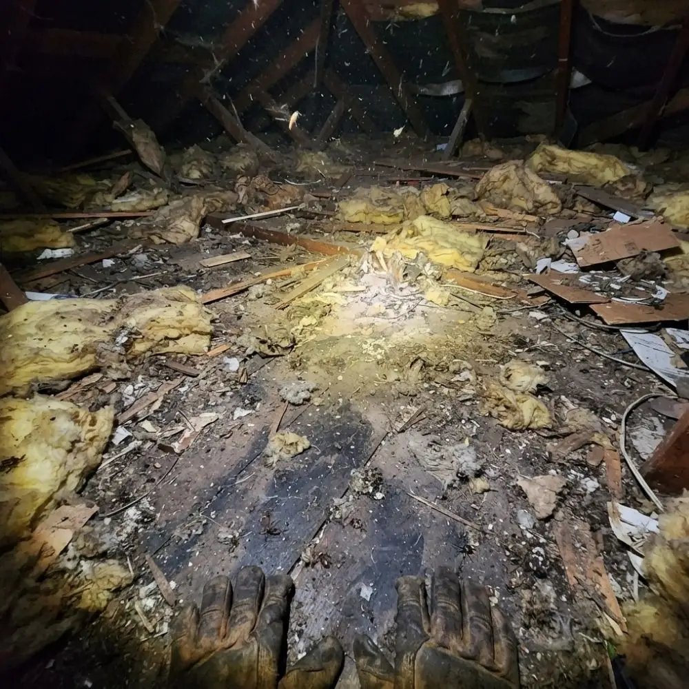 attic-cleaning-cherryland-JPG