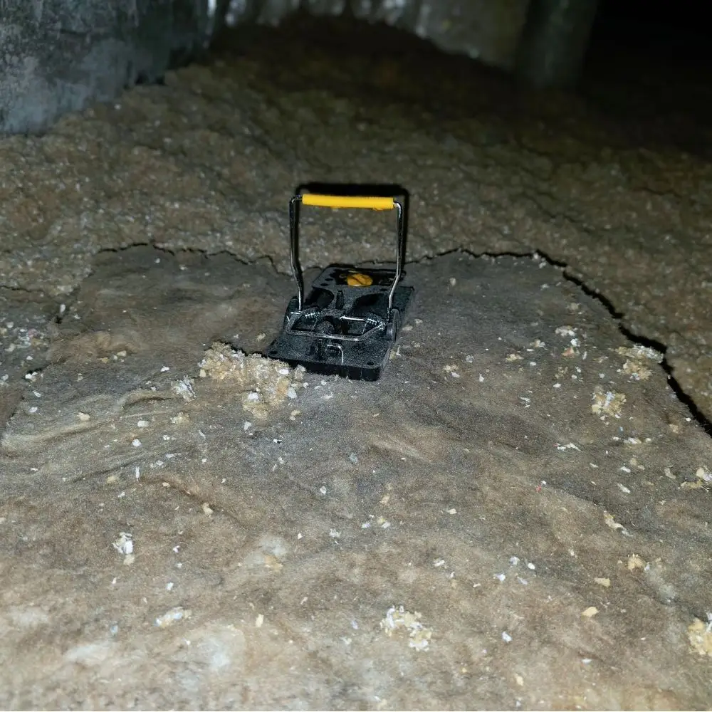 Cellulose-Insulation-JPG