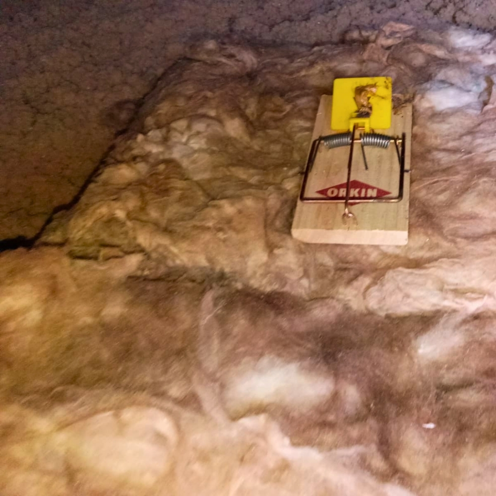 Insulation work inside a real Mill Valley attic — Mill Valley's pre-1970 cabins and craftsman homes almost always need full-depth cellulose after decades of marine-layer moisture and settling